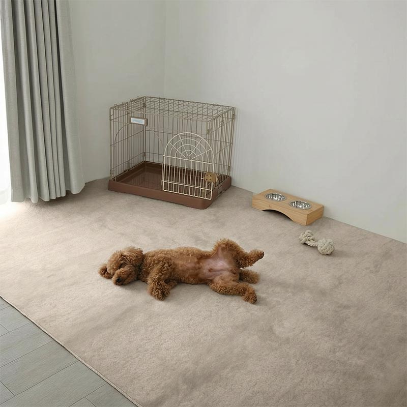 ���åȥѥ��륫���ڥåȤξ�Ǹ�����ž�ּ̿�